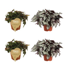 Kamerplant 4x Begonia Rex Breakdance & Coco - Pot Ø 12cm Hoogte ↕ 25cm
