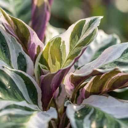 Kamerplant - Calathea Fusion White - Pot Ø 14cm Hoogte ↕ 35-40cm