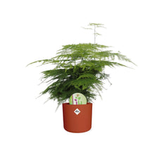 Kamerplant - Asparagus 'Plumosus' - inclusief sierpot - Pot Ø 14cm