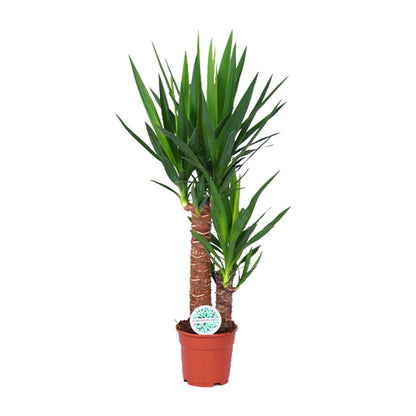 Kamerplant - Yucca - Pot Ø 17cm Hoogte ↕ 80cm