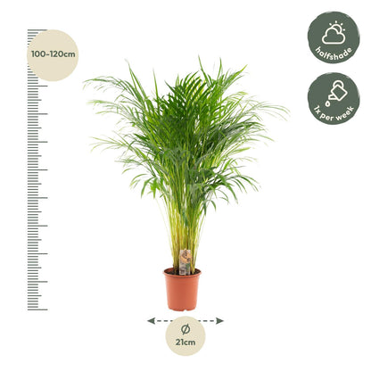 Kamerplant - Dypsis Lutescens (Areca Palm) - Hoogte ↕ 12-230cm