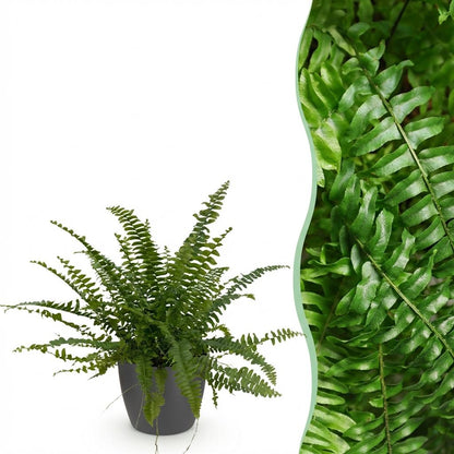 Kamerplant - Nephrolepsis exaltata 'Green Lady' - Varen - Pot Ø 12cm Hoogte ↕ 25cm