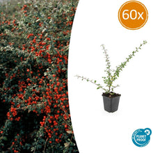 Buitenplant 60x Cotoneaster suec. 'Coral Beauty' - Pot Ø 9cm Hoogte ↕ 10-25cm