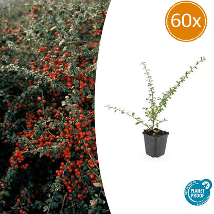 Buitenplant 60x Cotoneaster suec. 'Coral Beauty' - Pot Ø 9cm Hoogte ↕ 10-25cm