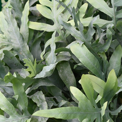 Kamerplant 2x Phlebodium aureum Blue Star - Blauwe Varen - Pot Ø 12cm Hoogte ↕ 25cm