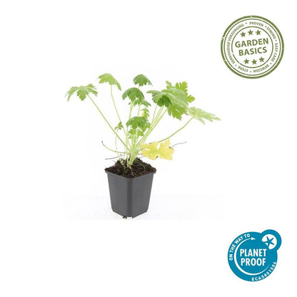 Buitenplant 6x Geranium macr. 'Spessart' - Bloeiend - Pot Ø 9cm Hoogte ↕ 10-25cm