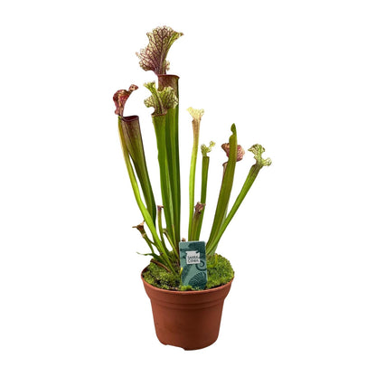 Buitenplant - Sarracenia 'Judith Hindle' - Pot Ø 12cm Hoogte ↕ 30cm