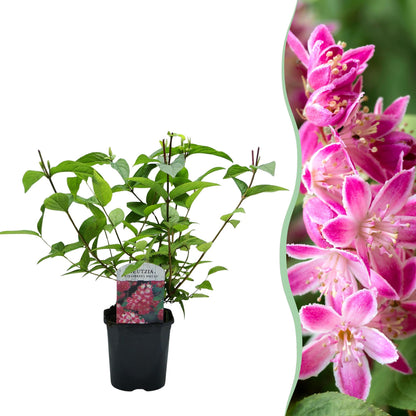 Buitenplant - Deutzia hybrida 'Strawberry Fields' - Bloeiend - Pot Ø 17cm Hoogte ↕ 45cm