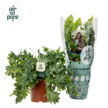 Kamerplant - Phlebodium Davana - Schaduwplant - Pot Ø 12cm Hoogte ↕ 35cm