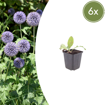Buitenplant 6x Echinops ritro - Bloeiend - Pot Ø 9cm Hoogte ↕ 10-25cm