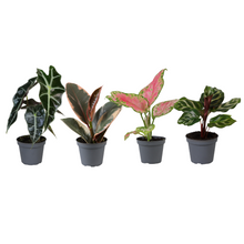 Kamerplant 4x Baby Plantjes Verrassingsbox - Pot Ø 6cm Hoogte ↕ 12cm