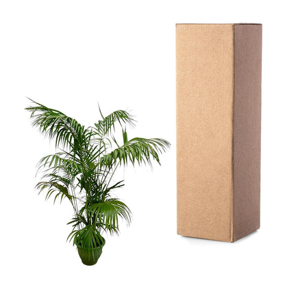 XL kamerplant - Kentia Palm XXL - Pot Ø 32-40cm Hoogte ↕ 260cm