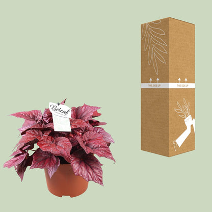 Kamerplant - Begonia Beleaf Inca Flame - Pot Ø 17cm Hoogte ↕ 32cm