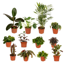 Buitenplant 12x Buitenbeentjesbox - Pot Ø 12cm
