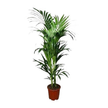 XL kamerplant - Howea - Pot Ø 24cm Hoogte ↕ 150cm