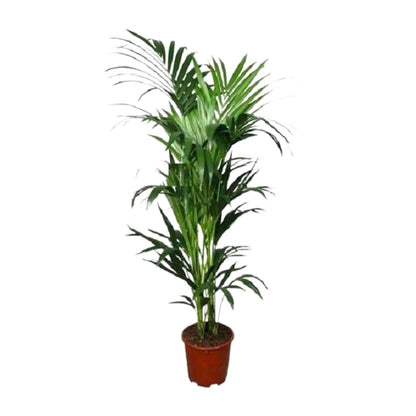XL kamerplant - Howea - Pot Ø 24cm Hoogte ↕ 150cm