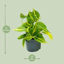 Kamerplant - Philodendron Scandens Brasil - Pot Ø 12cm Hoogte ↕ 15cm