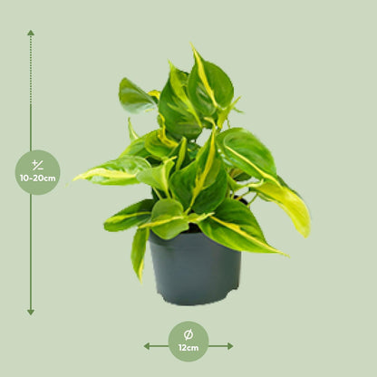 Kamerplant - Philodendron Scandens Brasil - Pot Ø 12cm Hoogte ↕ 15cm