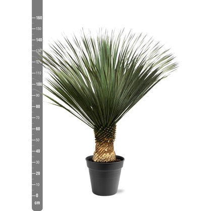 XL plant - Yucca Rostrata - Pot Ø 50cm Hoogte ↕ 140-160cm
