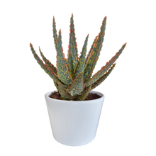 Kamerplant - Aloë zebrina Dannyz - Pot Ø 10,5cm