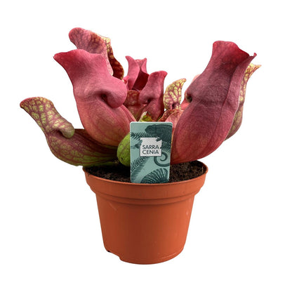 Buitenplant - Sarracenia Maroon - Pot Ø 12cm Hoogte ↕ 23cm