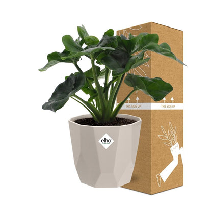 Kamerplant - Philodendron Atom - Inclusief sierpot - Pot Ø 14cm
