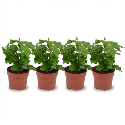 Kamerplant 4x Coffea Arabica Koffieplant - Pot Ø 12cm Hoogte ↕ 25cm