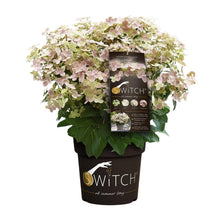 Buitenplant - Hydrangea paniculata '(S)witch Ophelia' - Bloeiend - Pot Ø 19cm Hoogte ↕ 25cm