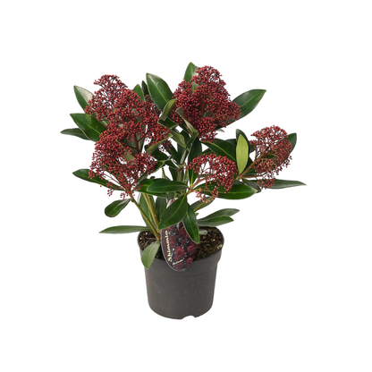 Buitenplant 3x Skimmia 'Rubella' - Pot Ø 10,5cm Hoogte ↕ 20-25cm