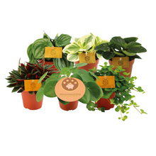Kamerplant 6x Peperomia Maatjes - Pot Ø 12cm Hoogte ↕ 20cm