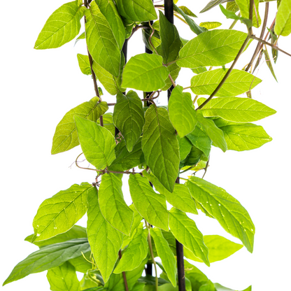 Buitenplant 4x Cobea scandens Violet Blue - Klimplant - Pot Ø 13cm Hoogte ↕ 60cm
