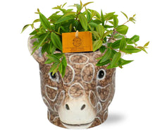 Kamerplant - Peperomia Ang. Rocca Vivace - Pot Ø 11cm Hoogte ↕ 15cm