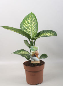 Kamerplant - Dieffenbachia Tropic Snow - Pot Ø 17cm Hoogte ↕ 60cm