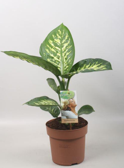 Kamerplant - Dieffenbachia Tropic Snow - Pot Ø 17cm Hoogte ↕ 60cm