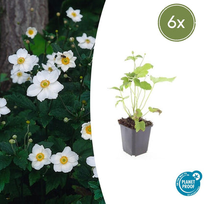 Buitenplant 6x Anemone hyb. 'Honorine Jobert' - Bloeiend - Pot Ø 9cm Hoogte ↕ 10-25cm
