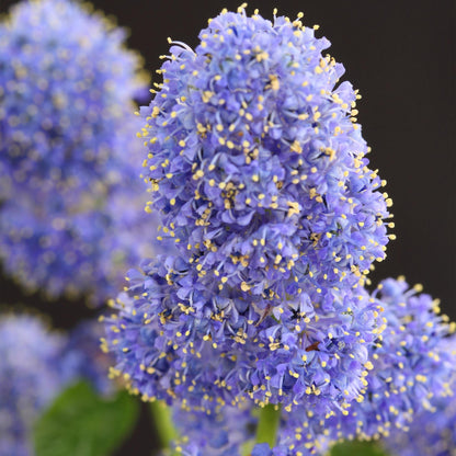 Buitenplant - Ceanothus thyrsiflorus Repens - Winterhard - Bloeiend - Pot Ø 19cm Hoogte ↕ 90cm