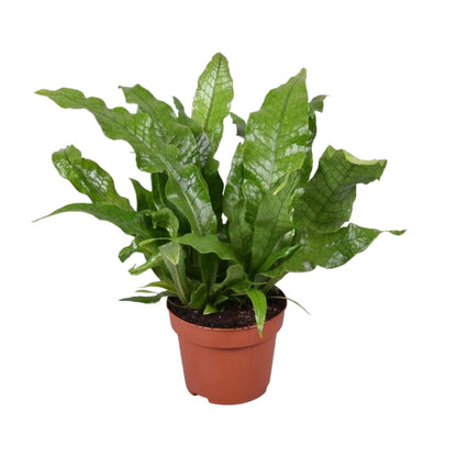 Kamerplant - Microsorum Crocodyllus - Pot Ø 12cm Hoogte ↕ 30cm
