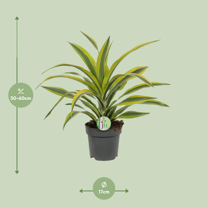 Kamerplant - Dracaena Fragrans Lemon Lime - Pot Ø 17cm Hoogte ↕ 40cm
