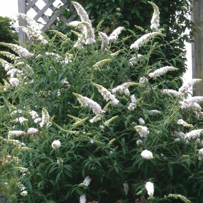 Buitenplant - Buddleja davidii White Profusion - Vlinderstruik - Bloeiend - Pot Ø 17cm Hoogte ↕ 45cm