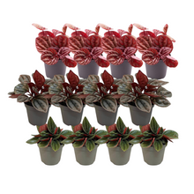 Kamerplant 12x Peperomia Mix A