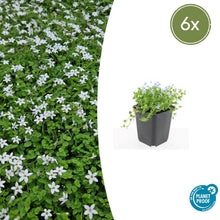 Buitenplant 6x Isotoma fluviatilis 'Alba' - Bloeiend - Pot Ø 9cm Hoogte ↕ 10-25cm