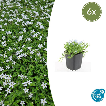 Buitenplant 6x Isotoma fluviatilis 'Alba' - Bloeiend - Pot Ø 9cm Hoogte ↕ 10-25cm