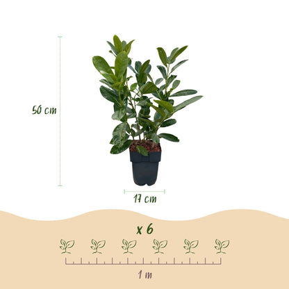 Buitenplant 6x Prunus laurocerasus Rotundifolia - Haagplant - Pot Ø 17cm Hoogte ↕ 50cm