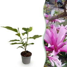 Buitenplant - Magnolia Susan - Bloeiend - Pot Ø 12cm Hoogte ↕ 30cm
