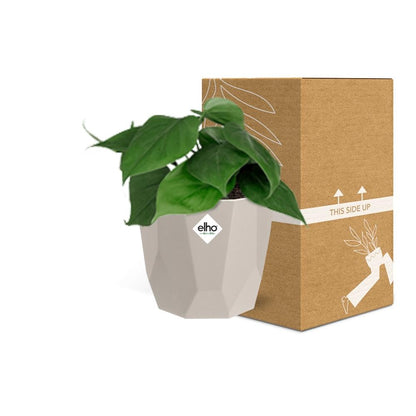 Kamerplant - Philodendron Scandens - Pot Ø 14cm