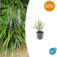 Buitenplant 60x Liriope muscari 'Ingwersen' - Pot Ø 9cm Hoogte ↕ 10-25cm
