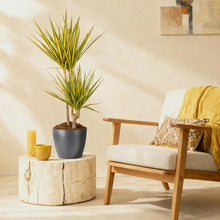 Kamerplant - Dracaena Sunray - Pot Ø 21cm Hoogte ↕ 90-100cm