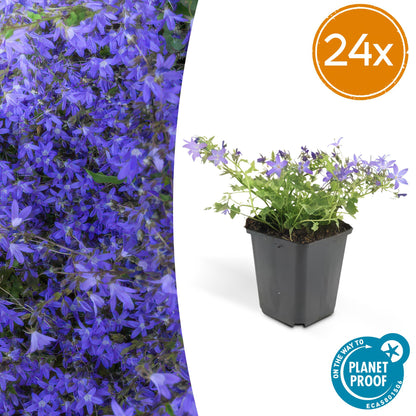 Buitenplant 24x Campanula poscharskyana 'Stella' - Bloeiend - Pot Ø 9cm Hoogte ↕ 10-25cm
