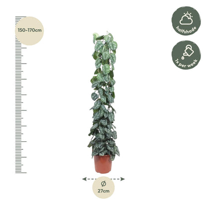 XL Kamerplant - Scindapsus Pictus Trebie Gaasrek - Pot Ø 27cm Hoogte ↕ 160cm