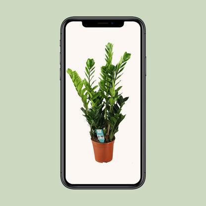 Kamerplant - Zamioculcas - Pot Ø 21cm Hoogte ↕ 75cm